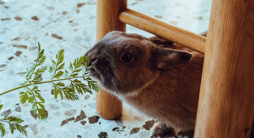 Close-up of cat at home