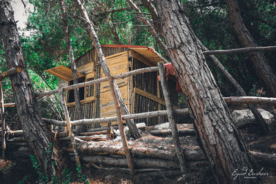 Man working on tree trunk in forest