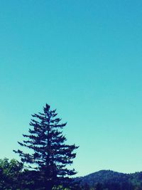 Low angle view of trees against clear blue sky