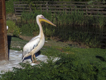 Bird standing in a lake