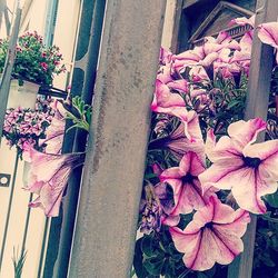 Flowers growing on tree