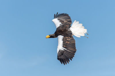 Close up of a stellers sea eagle flying in a falconry demonstration.