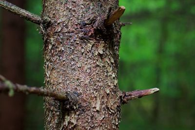 Close-up of lizard on tree trunk