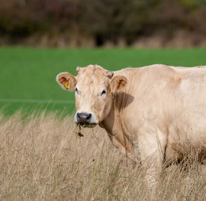 Portrait of cow on field