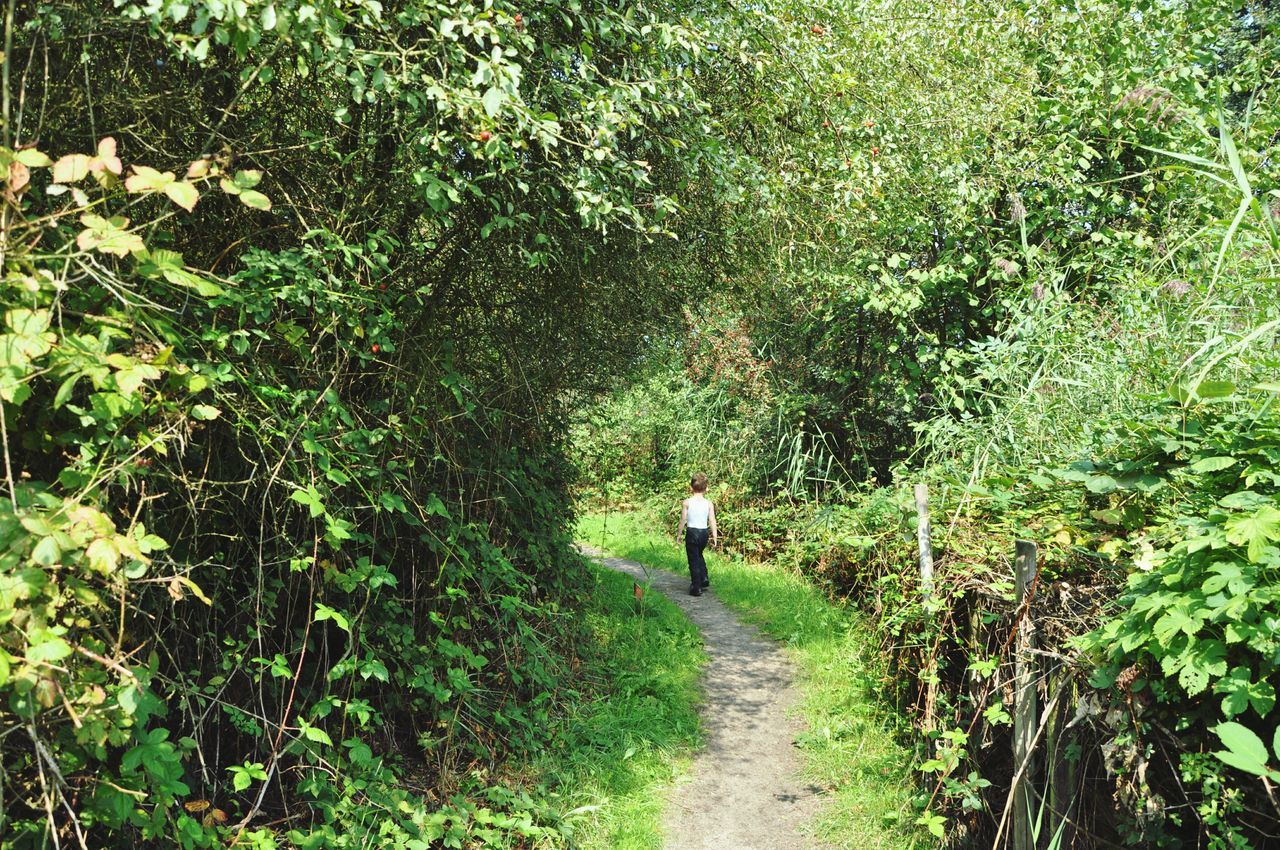 REAR VIEW OF PERSON WALKING ON FOOTPATH AMIDST TREES