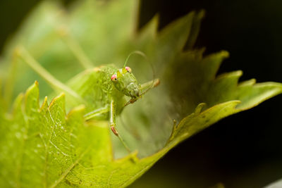 Close-up of ant on leaf