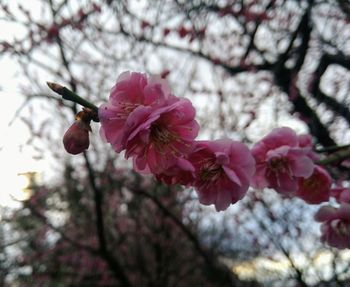 Close-up of pink cherry blossoms in spring