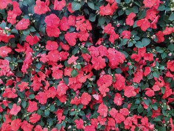 Full frame shot of red flowering plants