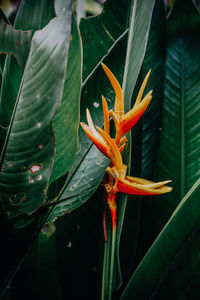 Close-up of orange flowering plant