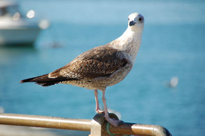 Close-up of seagull perching on a sea