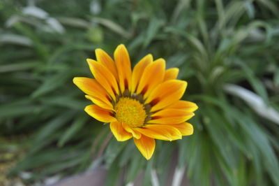 Close-up of yellow daisy blooming outdoors