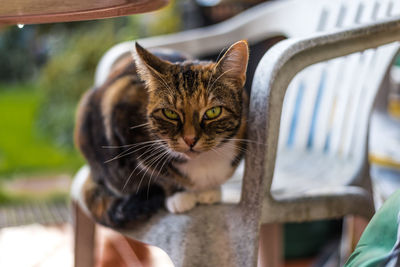 Close-up of cat looking at camera