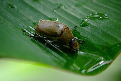 Close-up of insect on wet leaves