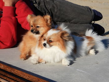 Full length of two pomerania dogs