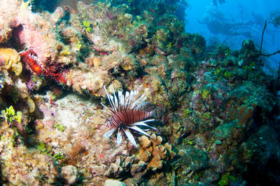 Invasive lion fish in coral in caribbean
