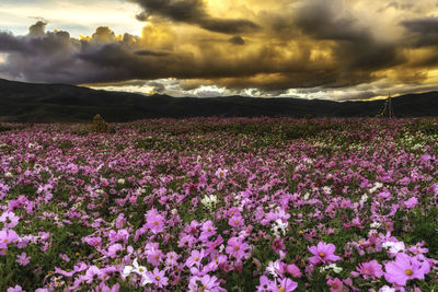 Purple flowering plants on land against sky during sunset