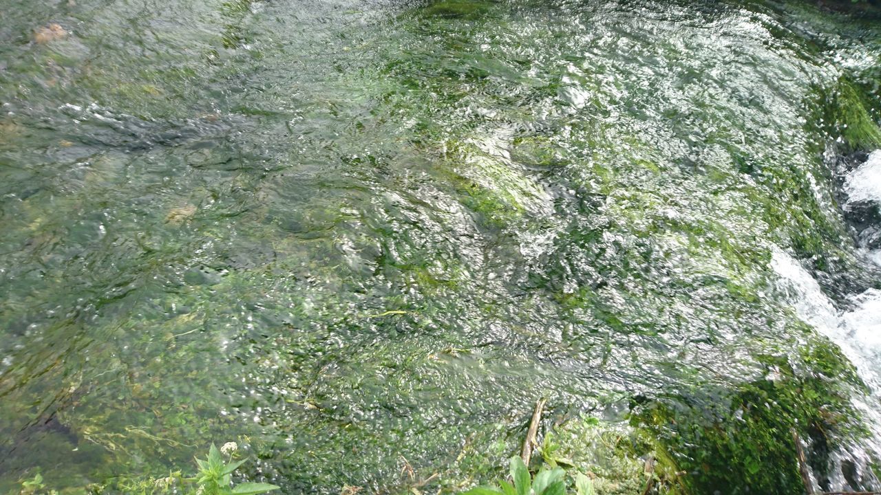 HIGH ANGLE VIEW OF MOSS ON WATER