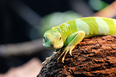 Close-up of a smiling lizard on rock