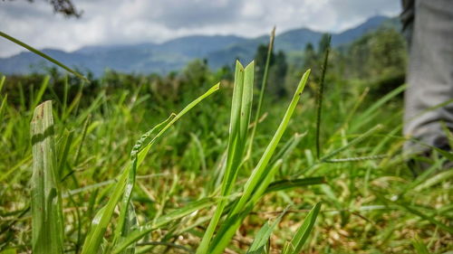 Close-up of crops growing on field