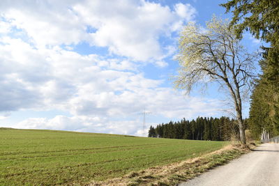 Scenic view of field against sky