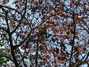 Low angle view of tree against sky