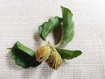 High angle view of green leaves on table