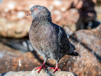 bird