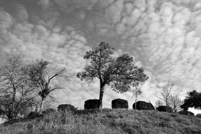 Bare tree on field against sky