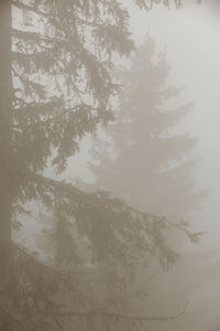 Trees in forest during winter