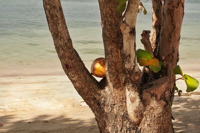 Close-up of lizard on tree trunk at beach