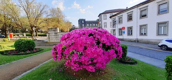 Pink flowering plants by building in city against sky