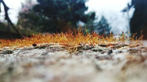 Surface level of grass on ground