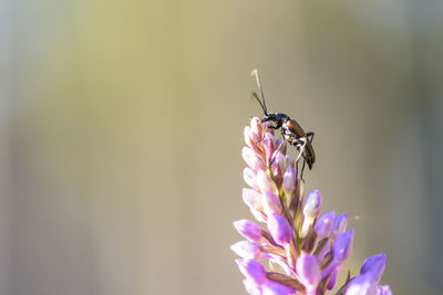 Close-up of bee on purple flower