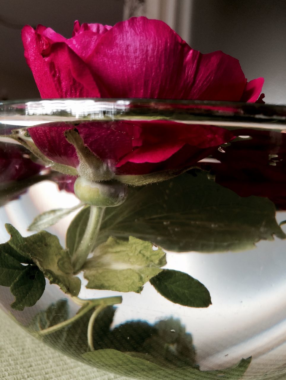 flower, water, freshness, close-up, petal, pink color, beauty in nature, focus on foreground, plant, nature, fragility, growth, pond, leaf, reflection, red, flower head, indoors, drop, no people