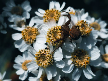 Close-up of honey bee on flowering plant