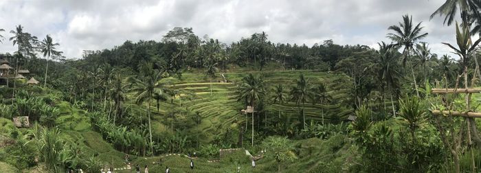 Panoramic shot of agricultural field against sky