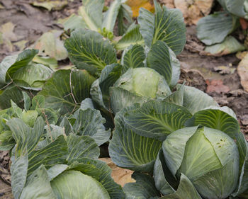 High angle view of vegetables