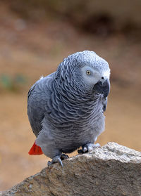 Close-up of african grey parrot perching on stone