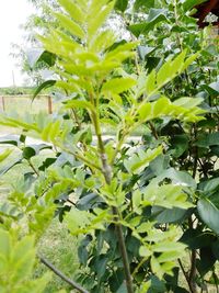 Close-up of fresh green plants