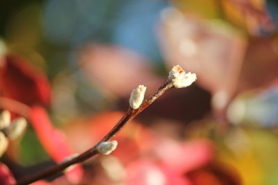 Close-up of flower buds