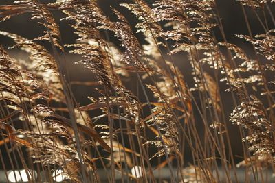 Close-up of wheat plants at night