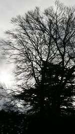 Low angle view of silhouette bare trees against sky