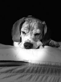 Close-up of dog resting at home