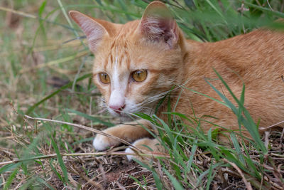 Portrait of a cat lying on grass