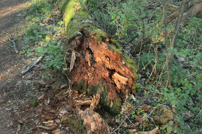 High angle view of tree stump in forest