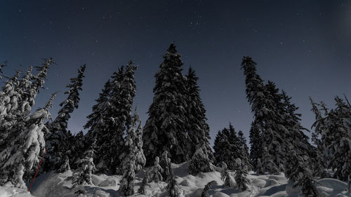 Pine trees on snow covered land against sky at night