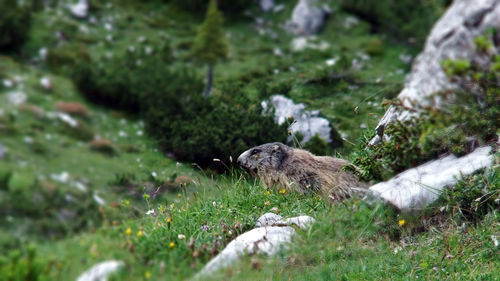 Close-up of lizard on field