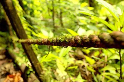 Close-up of plant
