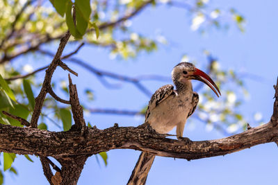 A nice bird in etosha national park