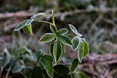 Close-up of plant growing on field